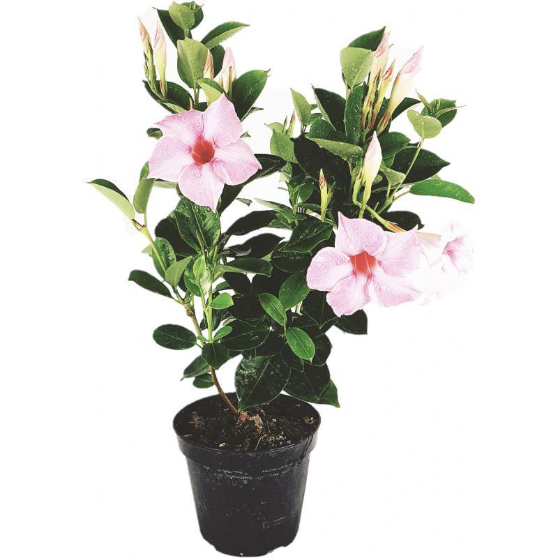 Dipladenia rosa vaso 14 Dipladenia rosa vaso 14