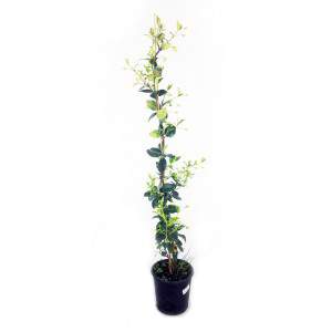 False Jasmine vase 13 climbing perennial.