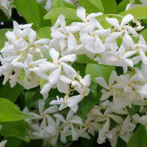 Valse jasmijn witte bloem
