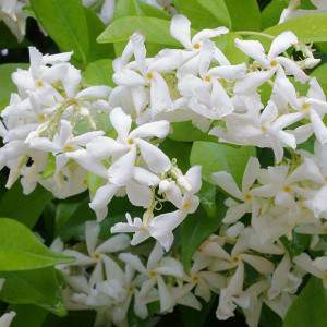 Gefälschte Jasmin weiße Blume