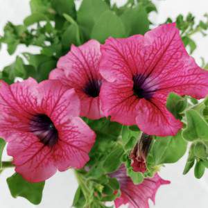 Surfinia or hanging petunia hot red flower