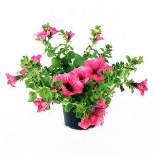 Surfinia of Hot Red hangende petunia vaas 14