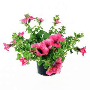 Surfinia or hanging petunia hot red flower