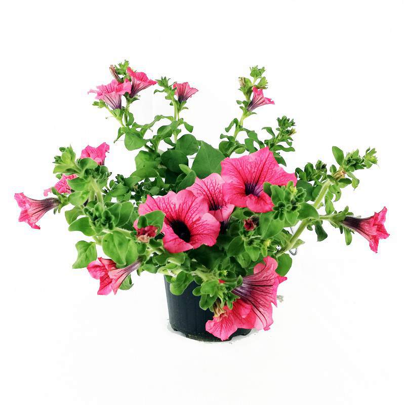 Surfinia o petunia ricadente Hot Red vaso 14