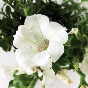 witte bloem van surfinia in vaas14
