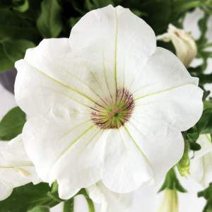 Petunia witte bloemenvaas 14