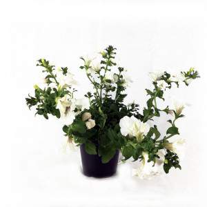 Surfinia hanging petunia white flowerpot 14 cm