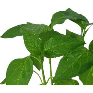 Yellow square pepper leafs