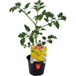Gelbe Datterino Tomaten Skate Vase 10cm