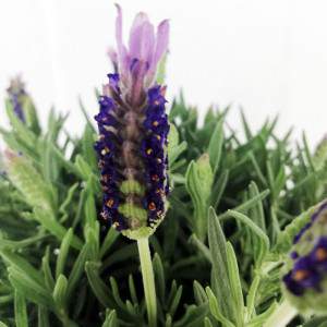 Flor de lavanda de Stoechas