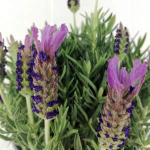 Lavendel Stoechas Bloemige Vaas 14