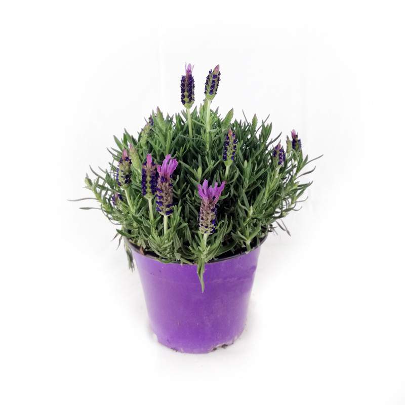 Lavendel Stoechas Vase 14 Lavendel Stoechas Vase 14
