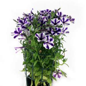 Surfinia or hanging petunia violet striped vase 14