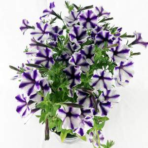 Florero de surfinia morado rayas 14