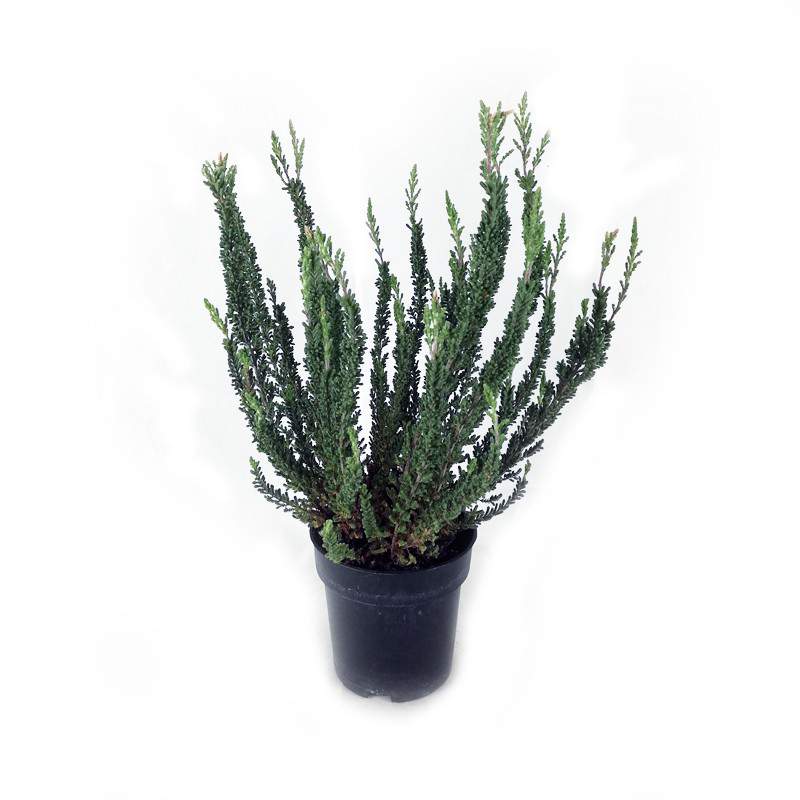 Calluna Skyline Vase 12