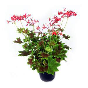 Geranio Profumato Antico o Pelargonium rosso vaso 14cm