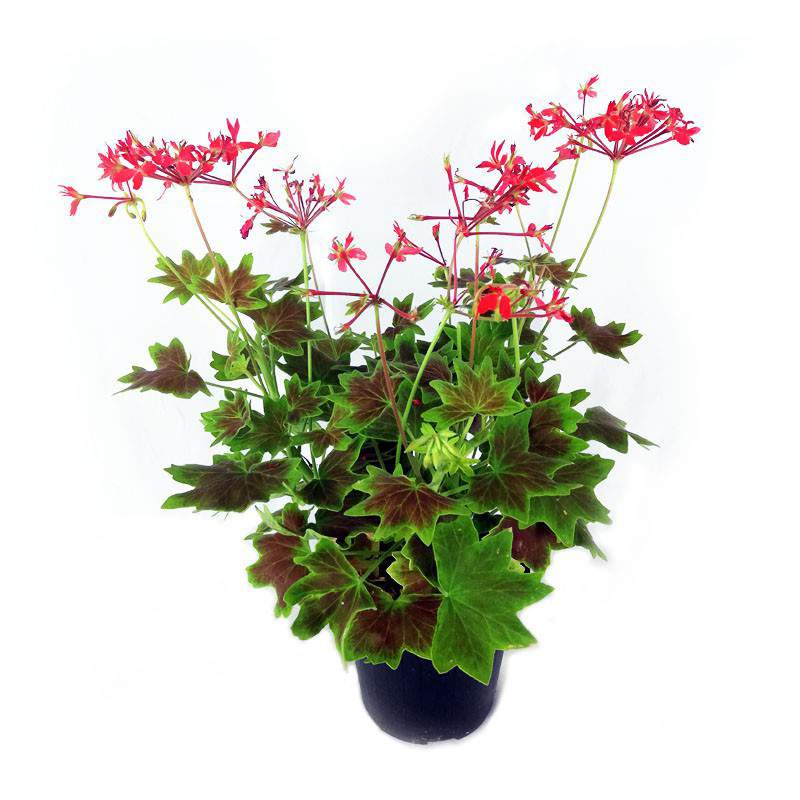 Pelargonia antyczna lub czerwony pelagon