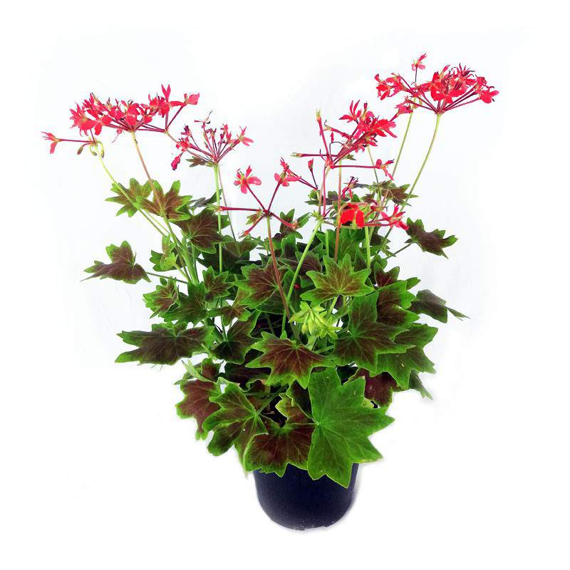 Geranio Antico o Pelargonium rosso vaso 14cm - GardenStuff