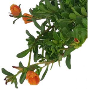 Flor de pasto portulaca o porcelana