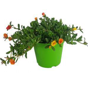 Jarrón de porcelana Portulaca o Grass mezcla 14cm