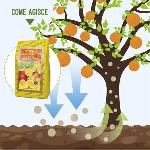 Hoe het werkt - biologische citrus