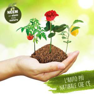 Flacone olio di Neem