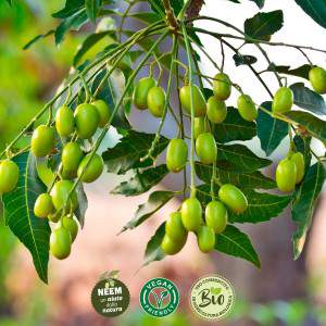 Neem Tree Seeds