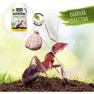 Barriera olfattiva