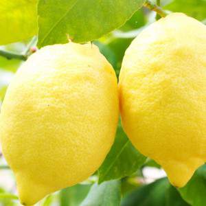 citroenen pot 22cm