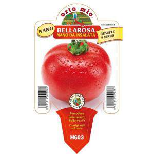 Tomaten Bellarosa nano aus Salatvase 10cm