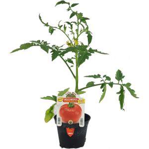 Bellarosa dwergsalade tomaat 10cm pot
