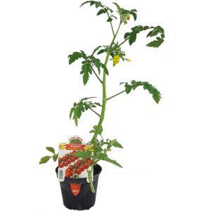 Paki Cherry Tomaat 10cm pot