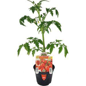 Principe Borghese tomatenvaas 10cm