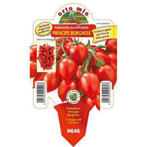Tomate Prince Borghese vaso 10cm