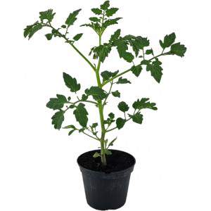 Lobello datterino tomato flowerpot 10 cm