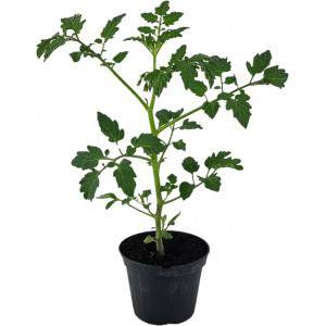 Pomidory Lobello datterino 10 cm doniczka