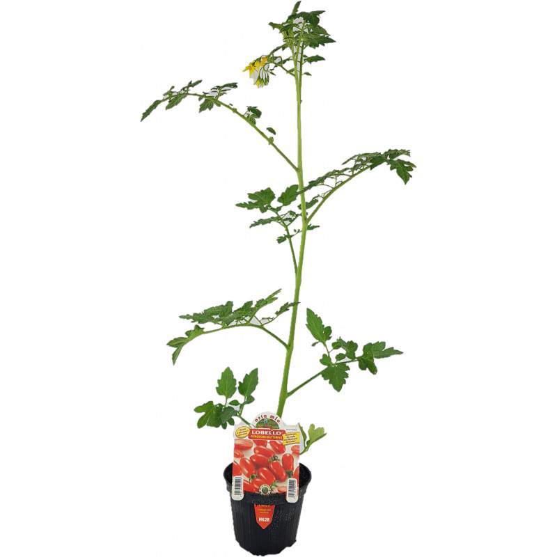 Lobello datterino tomaat 10cm pot