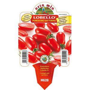 Pomodoro datterino Lobello