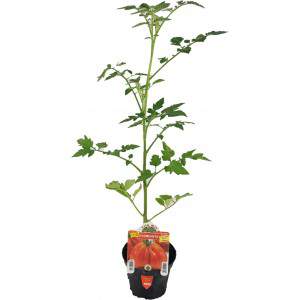 Hart Ligurische tomaat Cuoresisto vaas 10cm