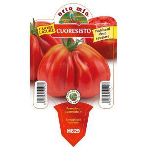Hart Ligurische tomaat Cuoresisto vaas 10cm