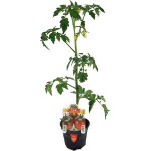 Japp ex Camone tomatvas 10cm