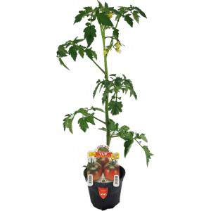 Pomodoro Yup ex Camone vaso 10cm