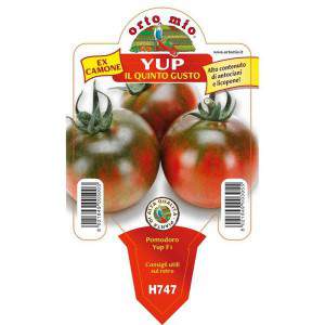 Pomodoro Yup ex Camone vaso 10cm