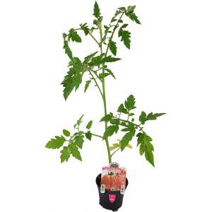 Rosamunda tomato, pink Ligurian heart flowerpot 10cm