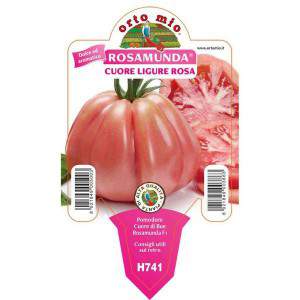 Tomate Rosamunda, vaso rosa do coração liguriano 10cm