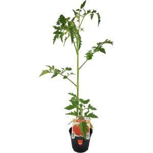 Giant Tomato Big Beef 10cm flowerpot