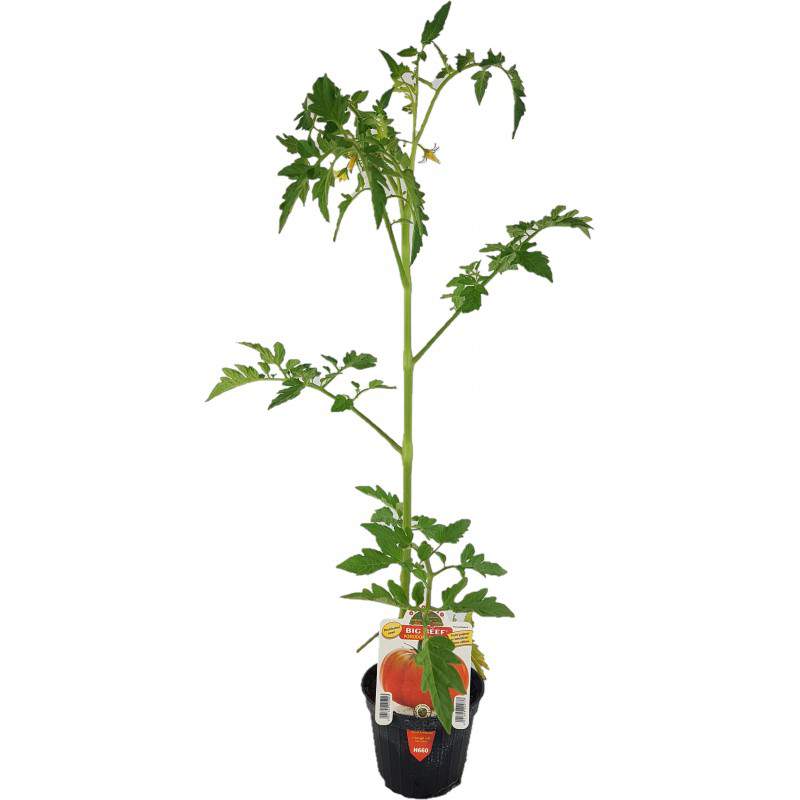 Giant Tomato Duża Wołowina 10 cm Garnek Giant Tomato Duża Wołowina 10 cm Garnek