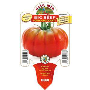 Giant Tomato Big Beef 10cm flowerpot