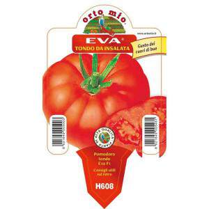 EVA ronde tomaat voor salade