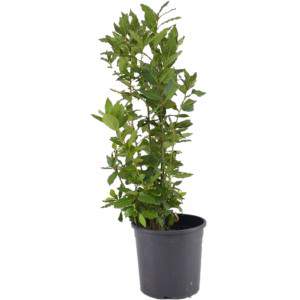 Laurel flowerpot 18cm